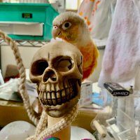 🎋かわた🦋 (@ra_dead) Twitter profile photo