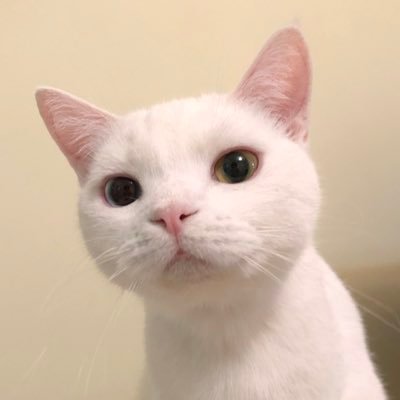 midori_akii's profile picture. 🇨🇳中国音楽学院(古筝実技) 🇯🇵東京音大(多文化音楽／古筝) 🐱アキ