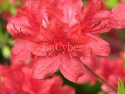 stu0011's profile picture. 