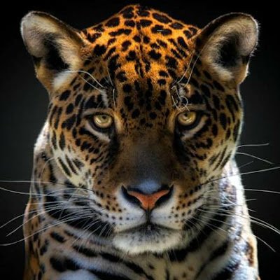 svtech19's profile picture. 