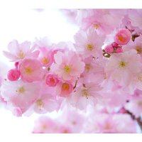 Yukiko_Ahau (@ahauyukiko) 's Twitter Profile Photo Yukiko_Ahau (@ahauyukiko) 's Twitter Profile Photo