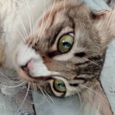 Akiejef's profile picture. Biase je