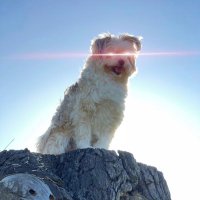 Sage S. (@satstacksage) 's Twitter Profile