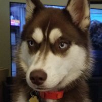 TheConservativeHusky (@jdibert87) 's Twitter Profile Photo TheConservativeHusky (@jdibert87) 's Twitter Profile Photo