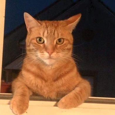 /im best cat ever vote for me 12🏆#presidentcatlegit / afk money in pinned tweet /