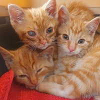 Molly, Donna und Willow (@gingercatshh) 's Twitter Profile Photo Molly, Donna und Willow (@gingercatshh) 's Twitter Profile Photo