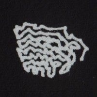 oso leone (@osoleone) 's Twitter Profile Photo