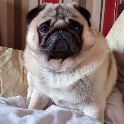 Pug mum from Argyll now residing in the Scottish Borders 😊 🐶 🏴󠁧󠁢󠁳󠁣󠁴󠁿 🇬🇧