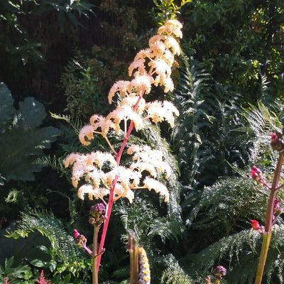 VillageShowDP's profile picture. Dinas Powys Village Show August 31st  2024. 100 classes to enter.