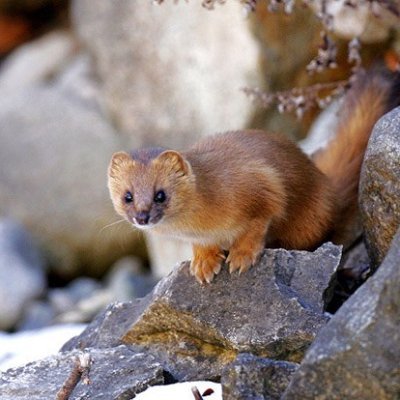 I am a japanese weasel. I do japanese weasel stuff. Don't be too noisy. Yes, I am cute, yes I am fluffy, I am a weasel after all.