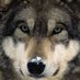 Wolfhouse_5 (@5wolfhouse) Twitter profile photo Wolfhouse_5 (@5wolfhouse) Twitter profile photo