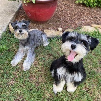 Adventures of Sadie the super smiley 13/yr old Mini Schnauzer and her adorable 2/yr old sidekick Stella!