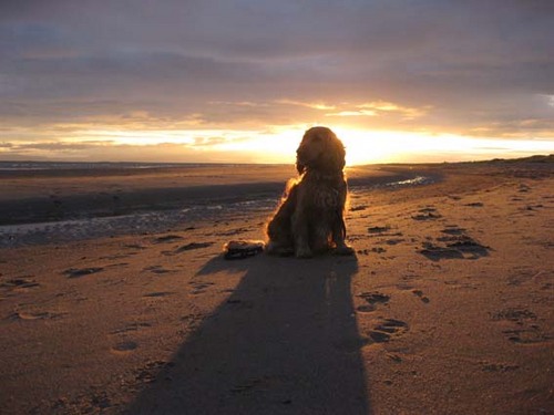 Sam_de_Hond's profile picture. Ik ben Sam, een cocker spaniel van 2 jaar. Slim, energiek en vol met ongein.
