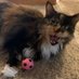 Meowm (@edabbey76) Twitter profile photo Meowm (@edabbey76) Twitter profile photo
