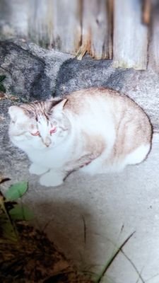 z2ST8Cyjb0QBf8u's profile picture. YouTube「ソウルオブギンタチャンネル」