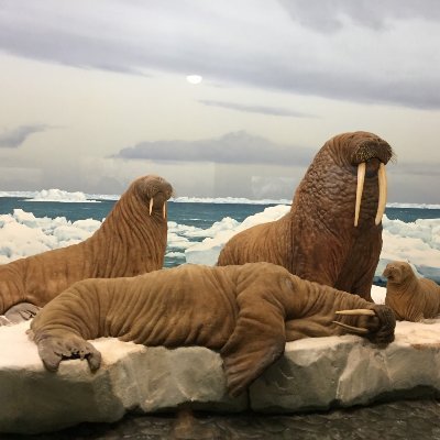 natakeri66's profile picture. 2AXUHHR7