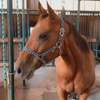 Robin Aka horsesarelife (@robinbroadway4) 's Twitter Profile