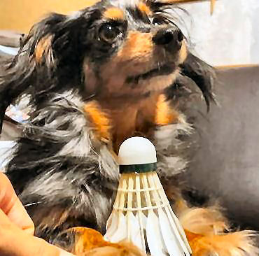 wan_wan_ikoi's profile picture. ( ・∇・)好き：犬・猫・バドミントン・写真・踊ってみた(見る方)・筋トレ・ストレッチ・ジョギング・野鳥観察                  
 ( ；∇；)嫌い：腸脛靱帯炎