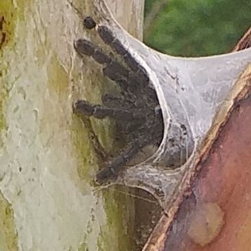 PabloFl0R3's profile picture. Work