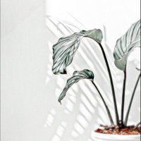 ad3ai6 (@ad3ai6) 's Twitter Profile