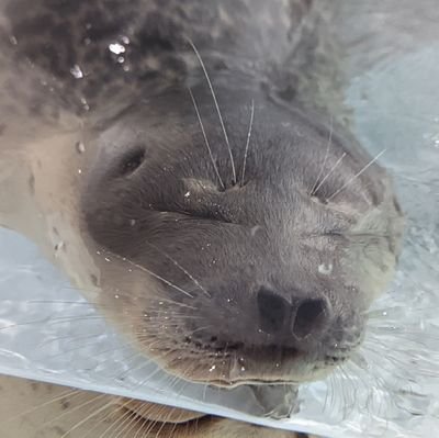 あざらし提督さんのプロフィール画像