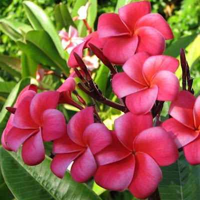 nery_fey's profile picture. 🌸 🦋 Spending time idly 🦋 🌸