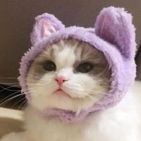 Duijrss Zarduhio (@duijrss) 's Twitter Profile