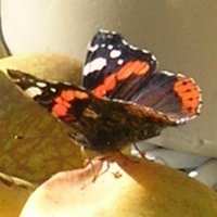Elaine Shaughnessy (@_e_shaughnessy) 's Twitter Profile