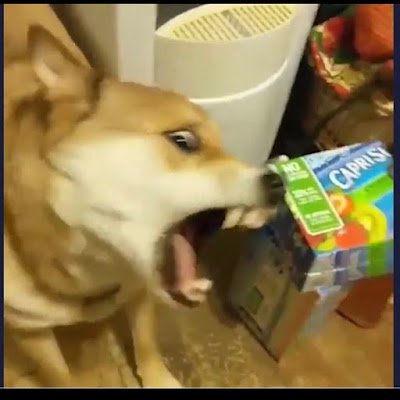sqibさんのプロフィール画像