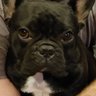 TeamToeic's profile picture. 日本語が分からない🇺🇸🧔🏻‍♂️と結婚しましたが英語の勉強を諦めたアカウント。ありふれた日常の呟きメイン。独学でpythonを勉強しながら1人プロジェクトしてます。