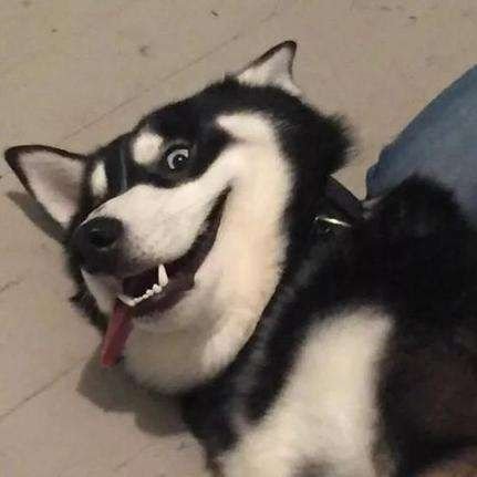 SX1ang123's profile picture. 打工🐮🐎