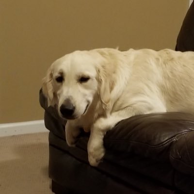 HarisKFan2's profile picture. UM, NCSU, and Broncos fan