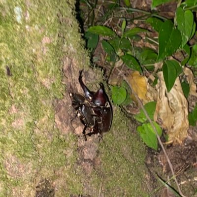 dark__yamiyami's profile picture. 。。