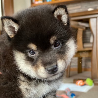 ポメ柴のころ助です🐶💙男の子🐶無断転載❌2歳のポメ柴。いやほぼ柴犬🐕2020.01.23誕生日🎉基本インスタ優先💙