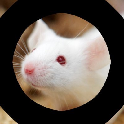 ぽよちゃん ぽよぽよちゃん。 (@poyopoyochan) / X