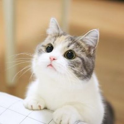 baomihu89569475's profile picture. 