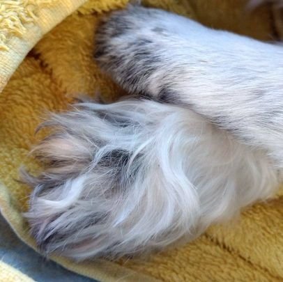 drehwolke's profile picture. 