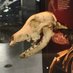 Hatch the Tudor Dog 🐶🐾 (@hatchthedog_mr) Twitter profile photo Hatch the Tudor Dog 🐶🐾 (@hatchthedog_mr) Twitter profile photo