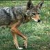The New York Canid Project (@ny_canidproject) Twitter profile photo The New York Canid Project (@ny_canidproject) Twitter profile photo
