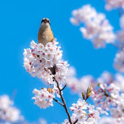 Tokumei_Hello's profile picture. 20↑