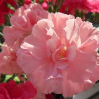 Lorraine Barnes (@proreadingbooks) 's Twitter Profile