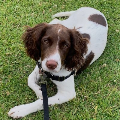 Mum to Emily. Family Tree Researcher. Servant to Star a black cat. Hello to Bramble, my new springer spaniel. Always remembering Molly 🌈 xxxx