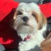 Teddy.the.shorkie🐶 (@Teddi27356847) Twitter profile photo