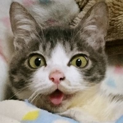 ただの猫好きなじじいです
猫に優しい世界は人にもやさしい
肉球新党党員
あんな人達のひとり
死にたくなるような世の中やめませんか