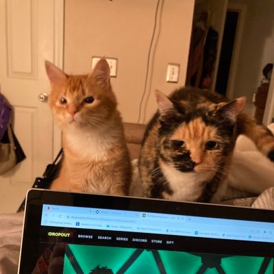 Peggy, Francis, and Silas — cats in search of treats! Will MROW for food and PURR for skritches. BLM, 🏳️‍⚧️ rights, ❤️ wins.