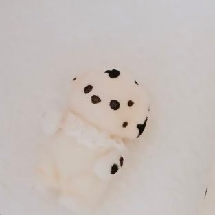 siro08439812's profile picture. 