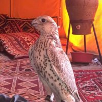 فيصل العازمي (@s_saa9) 's Twitter Profile