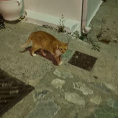 Eddixoo's profile picture. Tomt