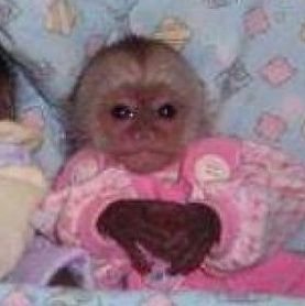 __bloodsucker_'s profile picture. estoy pekena
nb
Ig kostra_kalostra