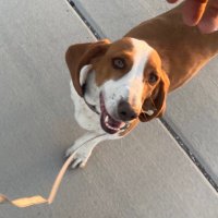 Lacey 🐾(@BassetLacey) 's Twitter Profile Photo